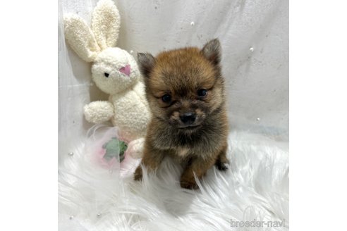 成約済の栃木県のミックス犬-333238の5枚目