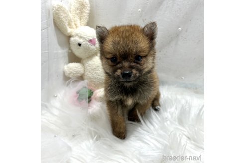 成約済の栃木県のミックス犬-333238の6枚目