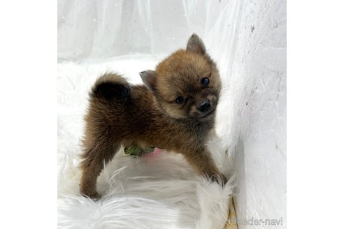 成約済の栃木県のミックス犬-333238の7枚目