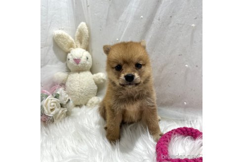 成約済の栃木県のミックス犬-333239の4枚目