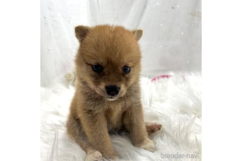 成約済の栃木県のミックス犬-333239の6枚目