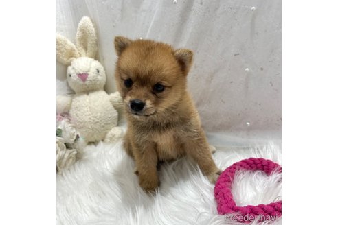 成約済の栃木県のミックス犬-333239の7枚目