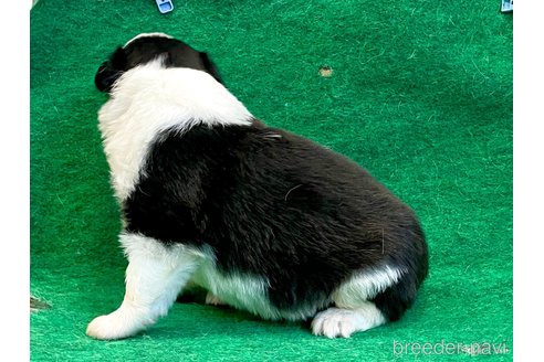 成約済の大阪府のボーダーコリー-333246の2枚目