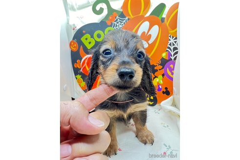 販売中の千葉県のミニチュアダックスフンド(ロングヘアード)-329366の8枚目