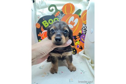 販売中の千葉県のミニチュアダックスフンド(ロングヘアード)-329366の4枚目