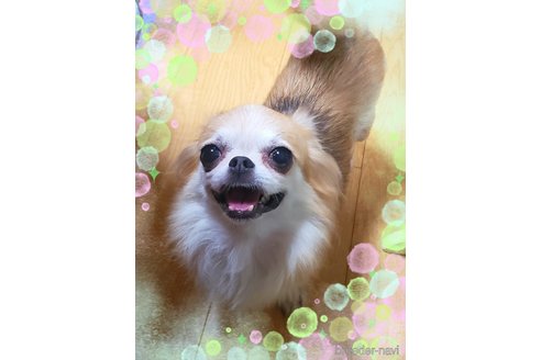 ローラ🌹ちゃん1枚目