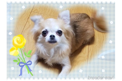 ローラ🌹ちゃん1枚目