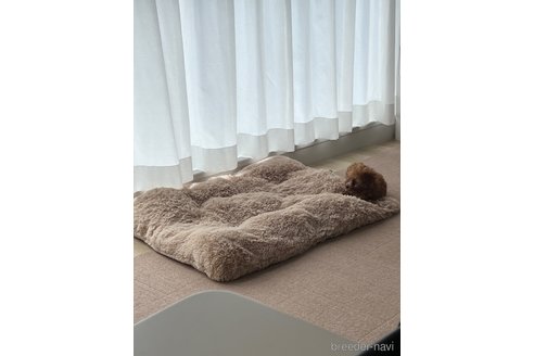 成約済の愛知県のティーカッププードル-326051の46枚目