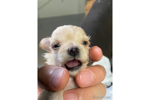 成約済の栃木県のマルプー:マルチーズ×トイプードル-330344の3枚目