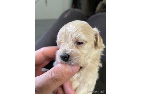 成約済の栃木県のマルプー:マルチーズ×トイプードル-330341の3枚目