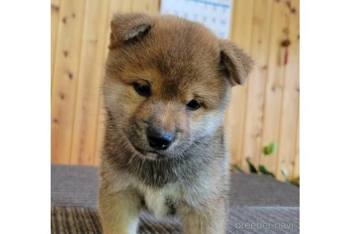 成約済の岐阜県の豆柴-331401の7枚目