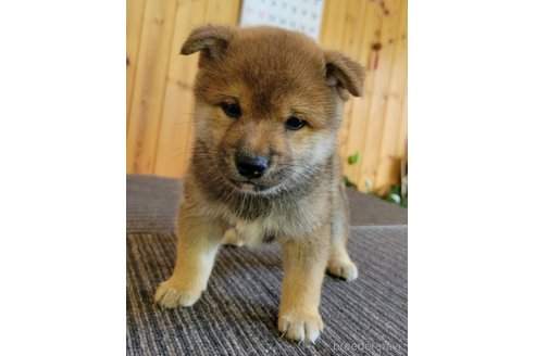 成約済の岐阜県の豆柴-331401の6枚目