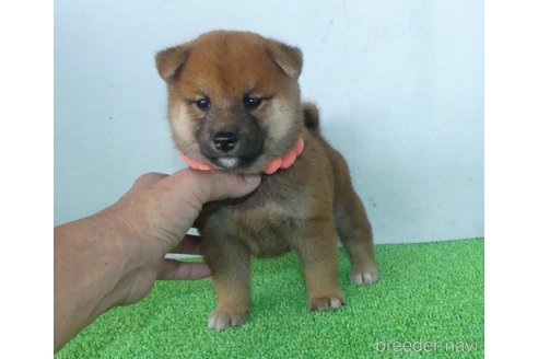 成約済の静岡県の柴犬-333281の1枚目