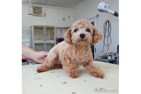 ぴぴちゃん1枚目
