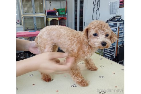 ぴぴちゃん1枚目