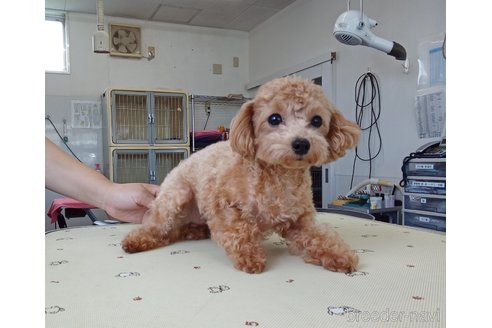 ぴぴちゃん1枚目