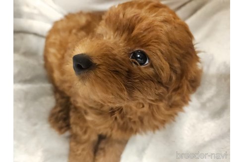 成約済の埼玉県のタイニープードル-329607の3枚目