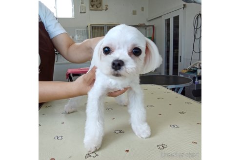 ミルモちゃん1枚目