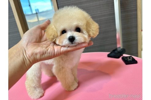 成約済の茨城県のティーカッププードル-333291の4枚目
