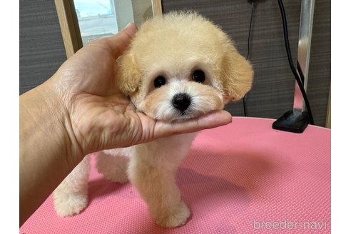 成約済の茨城県のティーカッププードル-333291の1枚目