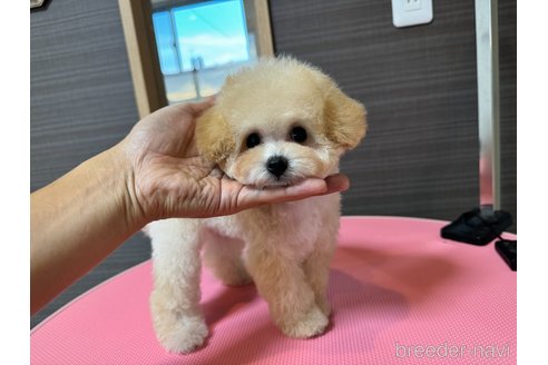 成約済の茨城県のティーカッププードル-333291の5枚目