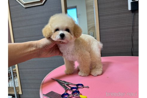 成約済の茨城県のティーカッププードル-333291の8枚目
