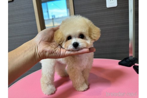 成約済の茨城県のティーカッププードル-333291の6枚目