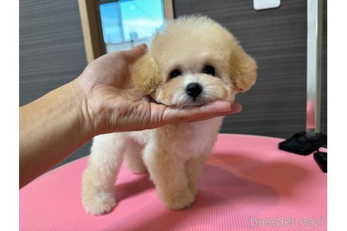 成約済の茨城県のティーカッププードル-333291の2枚目