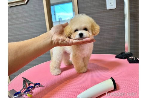 成約済の茨城県のティーカッププードル-333291の3枚目