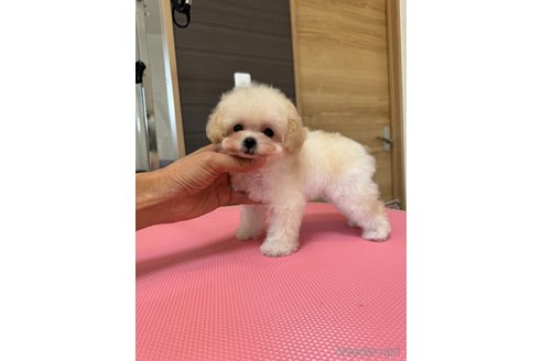 成約済の茨城県のティーカッププードル-333294の12枚目