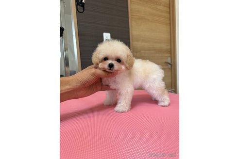 成約済の茨城県のティーカッププードル-333294の5枚目