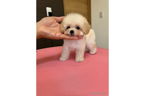 成約済の茨城県のティーカッププードル-333294の11枚目
