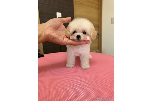 成約済の茨城県のティーカッププードル-333294の4枚目