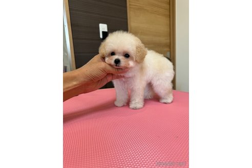 成約済の茨城県のティーカッププードル-333294の10枚目