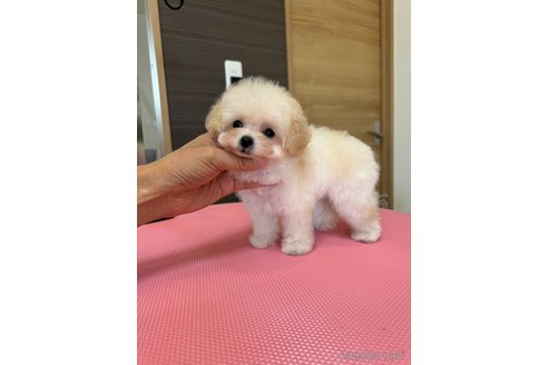 成約済の茨城県のティーカッププードル-333294の7枚目