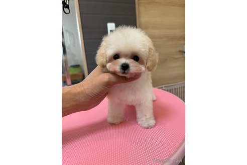 成約済の茨城県のティーカッププードル-333296の11枚目