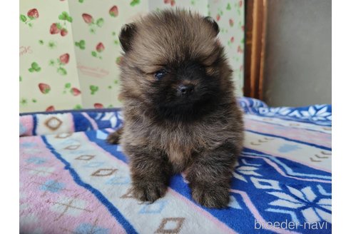 成約済の栃木県のポメラニアン-333298の4枚目