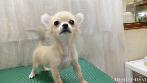 成約済の東京都のチワワ(ロングコート)-319135の5枚目