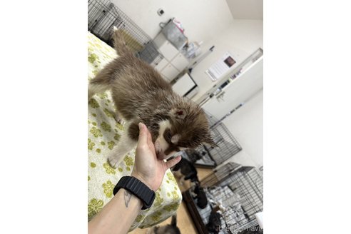 成約済の千葉県のシベリアンハスキー-333324の8枚目