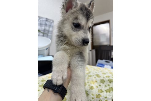 成約済の千葉県のシベリアンハスキー-333327の4枚目