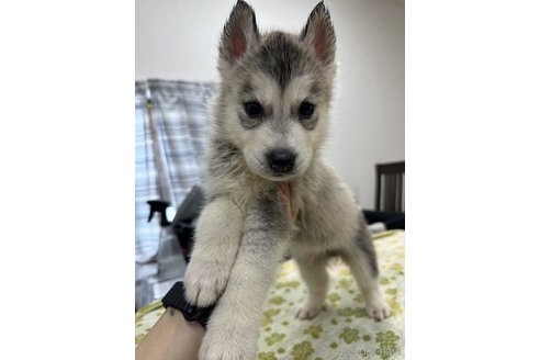成約済の千葉県のシベリアンハスキー-333327の1枚目