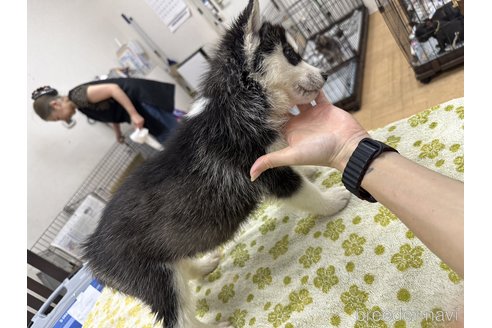 成約済の千葉県のシベリアンハスキー-333334の9枚目