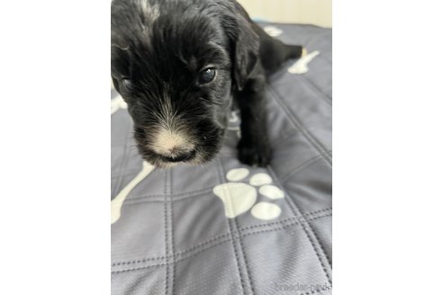 成約済の茨城県のミックス犬-333353の13枚目