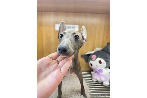 成約済の愛知県のイタリアングレーハウンド(イタグレ)-324032の4枚目