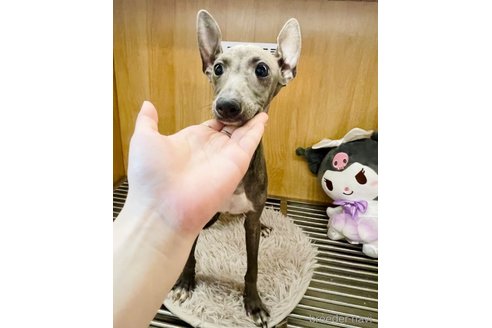 成約済の愛知県のイタリアングレーハウンド(イタグレ)-324032の1枚目