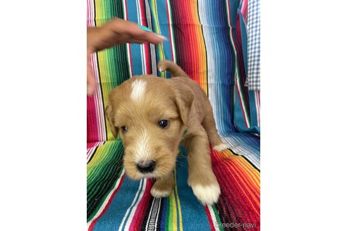 成約済の茨城県のミックス犬-333403の5枚目