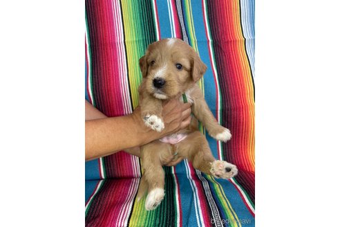 成約済の茨城県のミックス犬-333403の8枚目