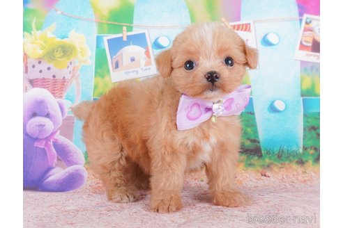 成約済の群馬県のチワプー:チワワ×トイプードル-333402の2枚目