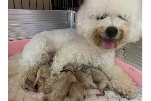 成約済の千葉県のビションプー:ビションフリーゼ×トイプードル-333411の7枚目