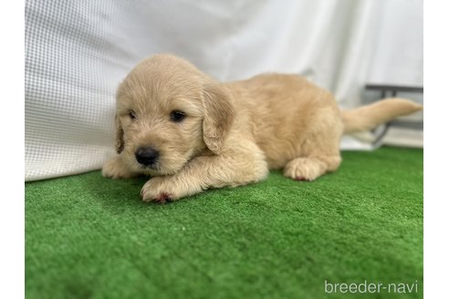 成約済の茨城県のゴールデンドゥードル:ゴールデンレトリーバー×プードル-328677の7枚目